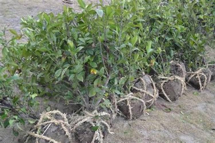 第一年栽的树用施肥吗