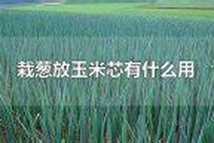 栀子花怎么修剪 春天