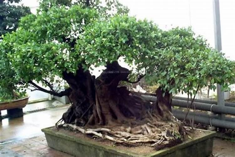 栀子花春天怎么修剪 方法是什么