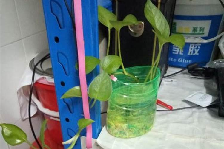 一盆绿萝放几粒复合肥