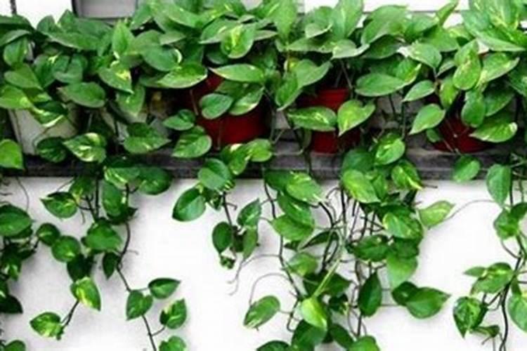 绿萝复合肥一盆施几粒 和营养液能同时使用吗