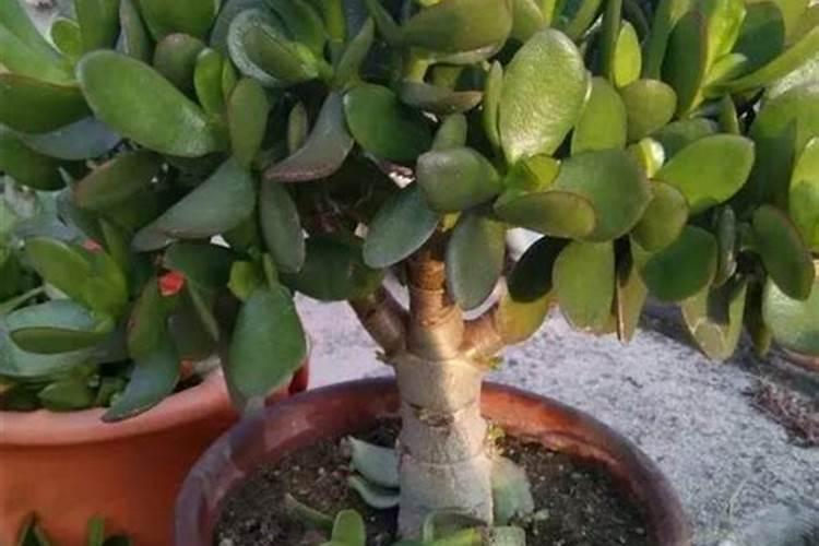 黄腐酸钾最佳使用方法