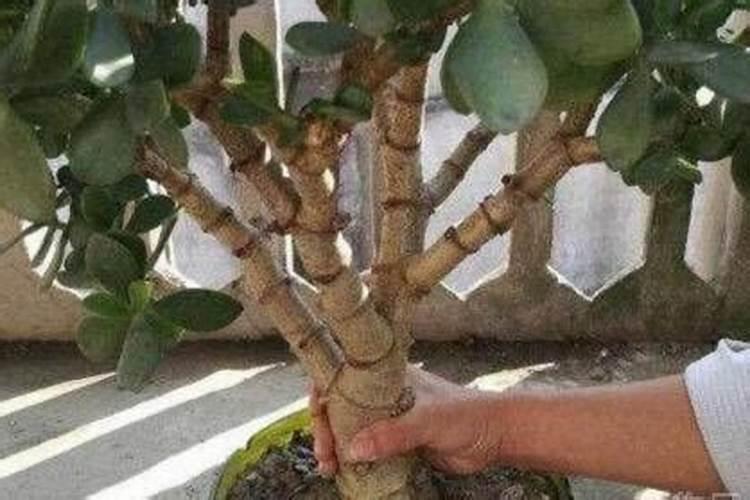 玉树“施肥”小窍门,抓把小玩意撒盆里,枝干粗叶油绿!