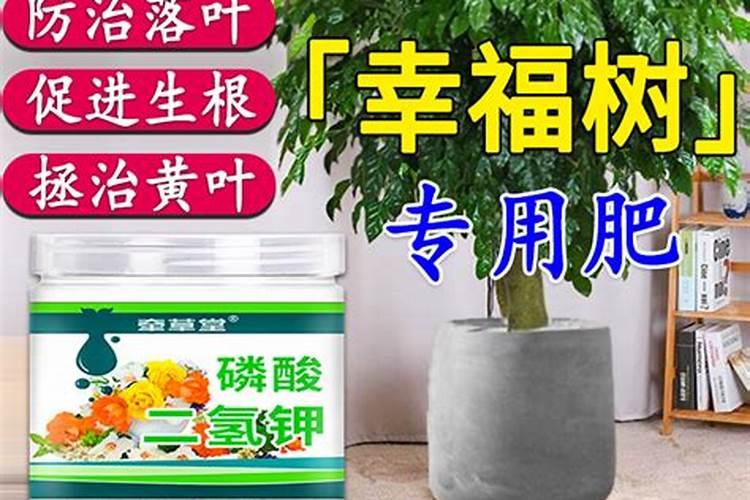 幸福树怎么施肥,幸福树施什么肥好