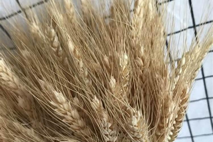 溶解速度快的硝基肥有哪些？