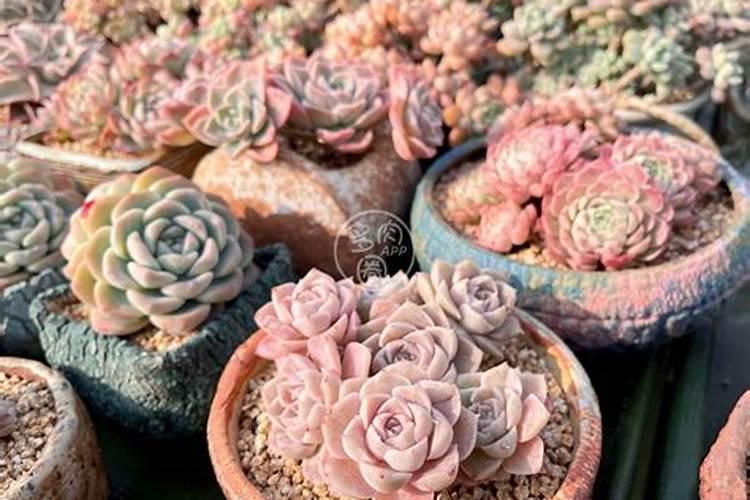 7月播种的植物;卷心菜什么时候种如何正确施肥