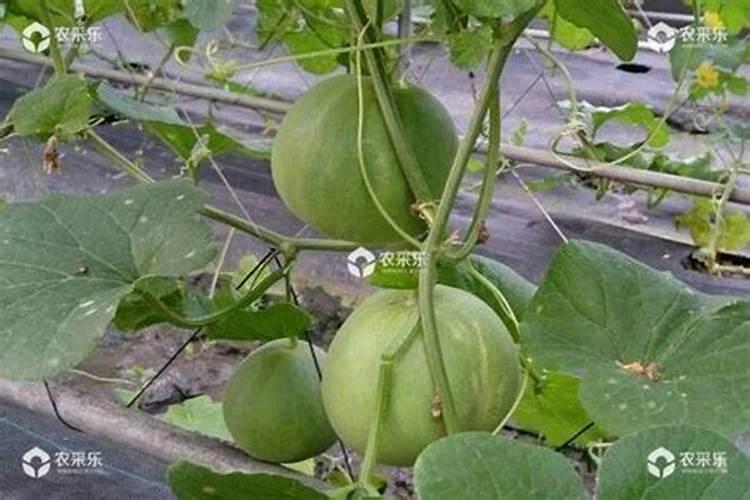 四季豆施什么肥,长得最好,产量高？