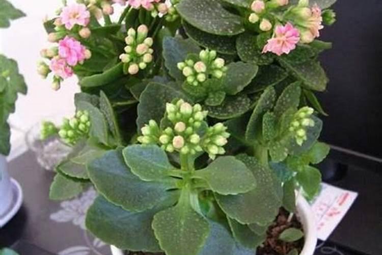 硫酸钾复合肥能浇花吗