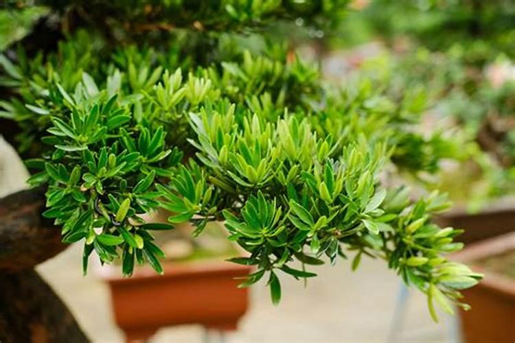 牛棚清理牛粪的好方法