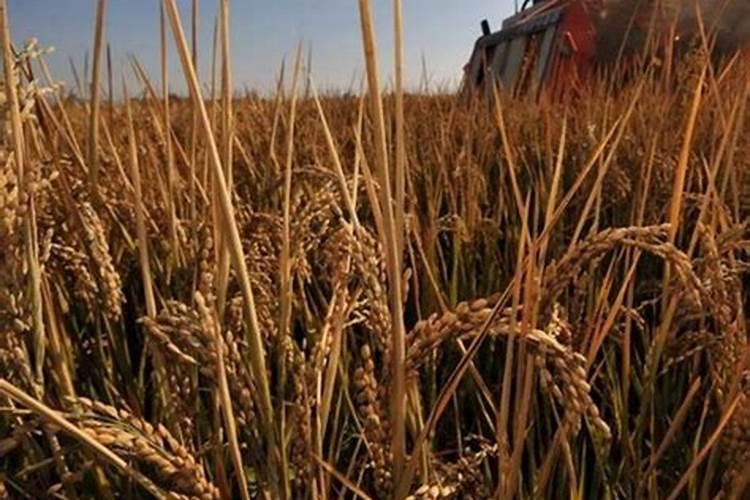 水稻追施氮肥多长时间沉积到土壤