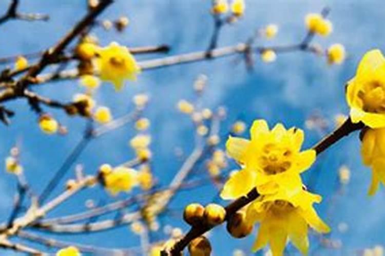 我家的桂花为什么光长叶不开花