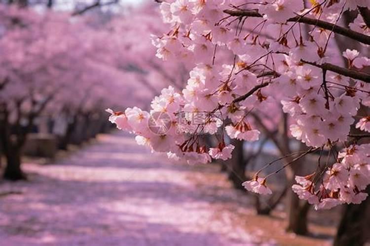 樱花树的管理与修剪