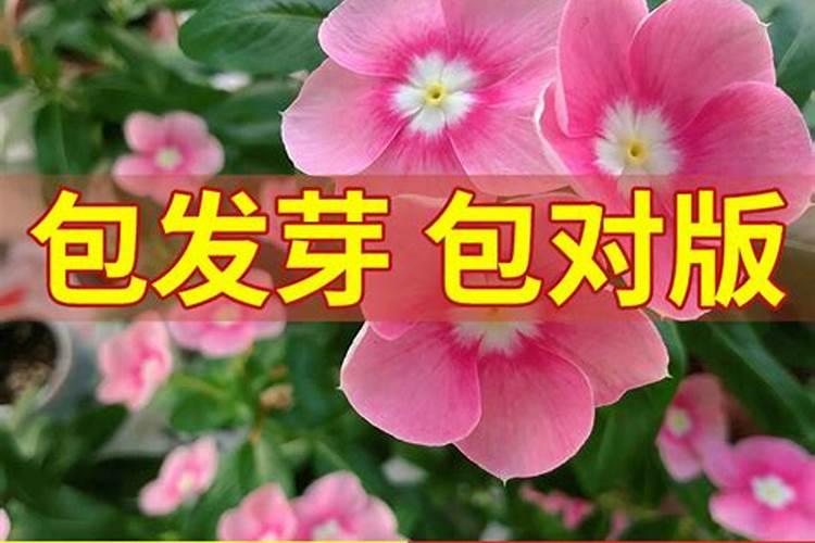 长春花烂根怎么办