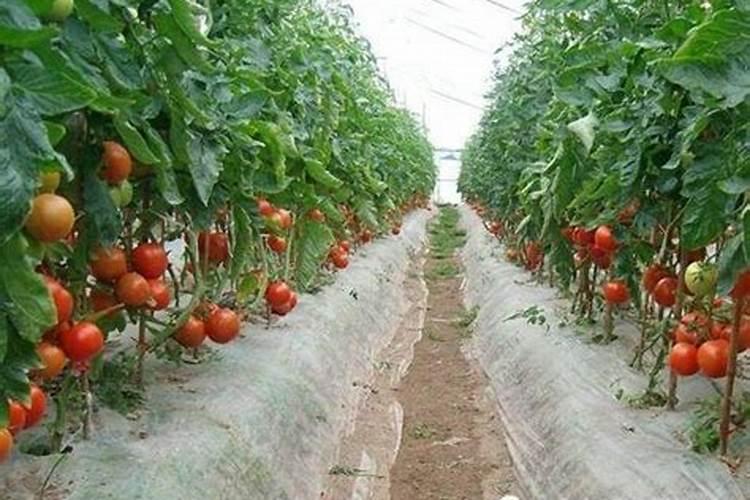 大棚西红柿越冬茬如何管理