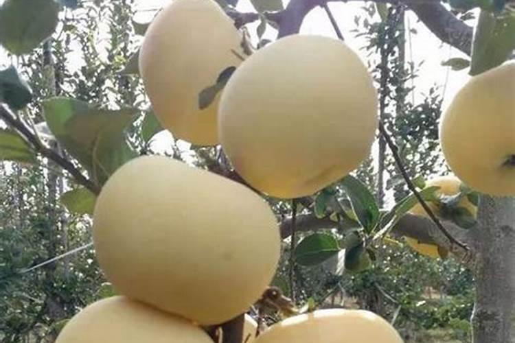 山东沃鲁特生产的奥星沃鲁施果树专用肥质量好吗