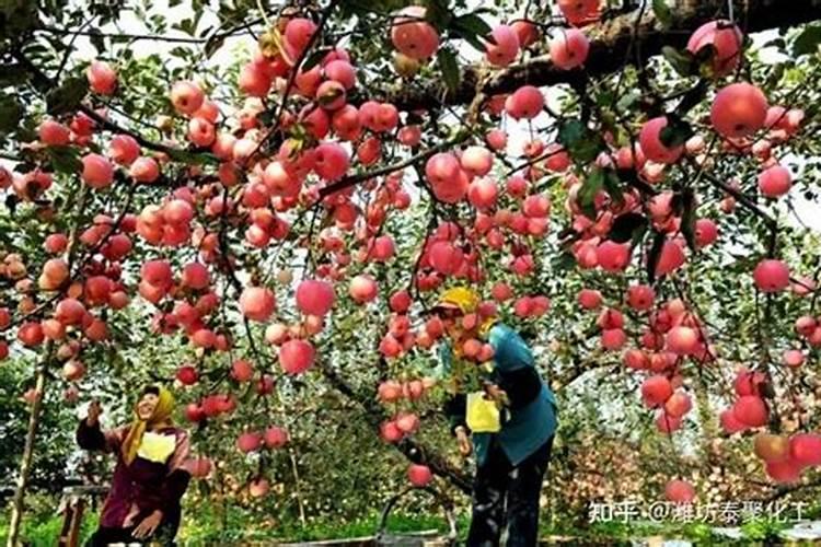 硫酸镁对苹果树果实有什么作用