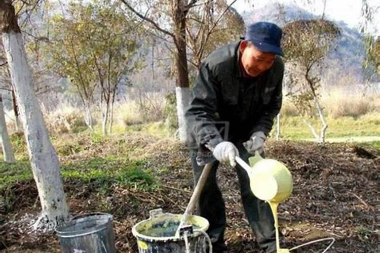 植物缺镁用什么肥料