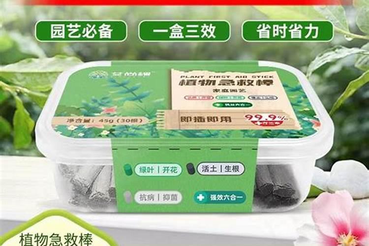 灯笼花叶子发黄掉花蕾