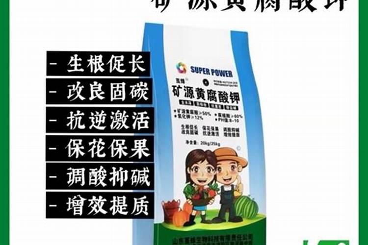 地栽藤本月季北方怎么过冬