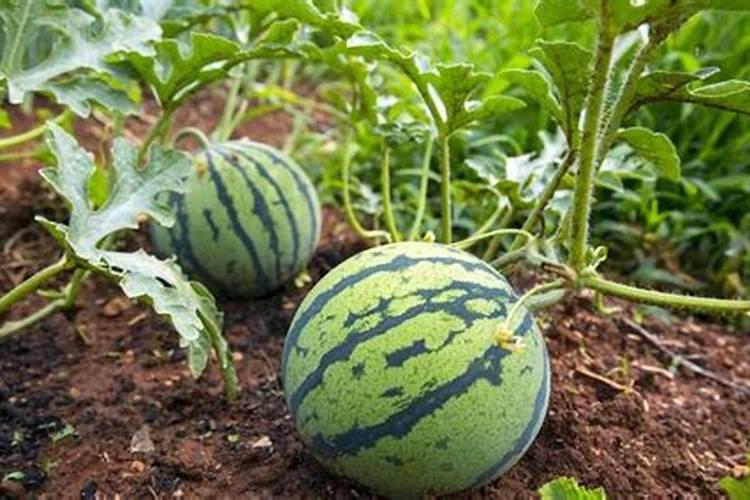 一亩西瓜需要多少肥料