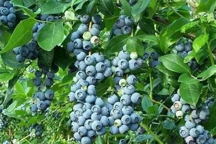 樱桃树苗什么品种最好