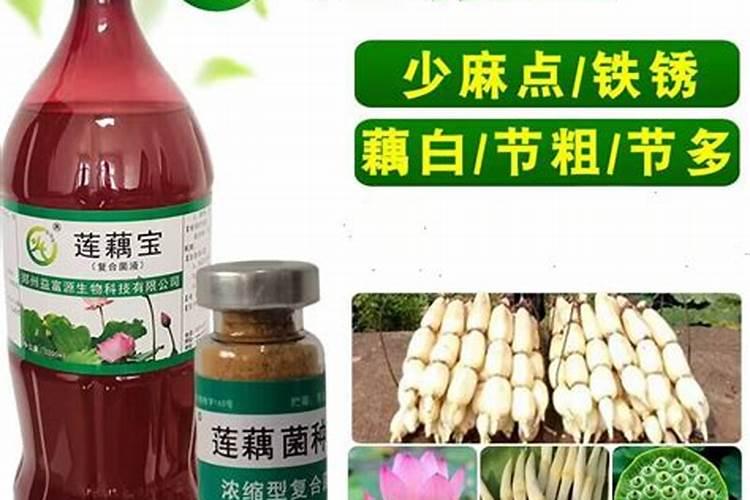 水上漂藕带分叉是什么原因？