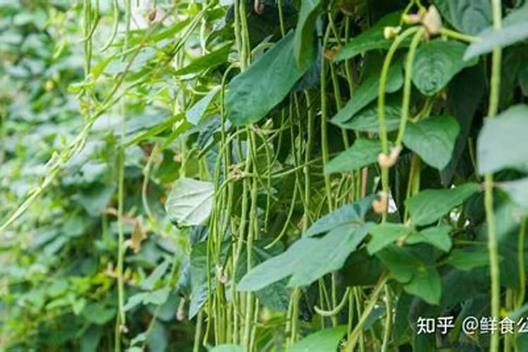 豇豆高产施肥,适合用什么肥料？需要注意什么？