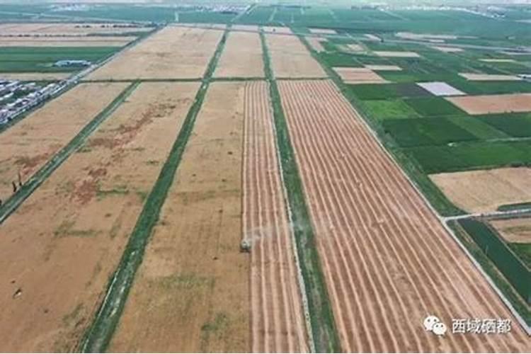 富硒小麦硒含量标准