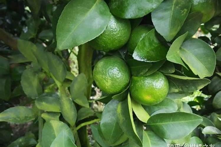 果树施肥离树干多远最好？