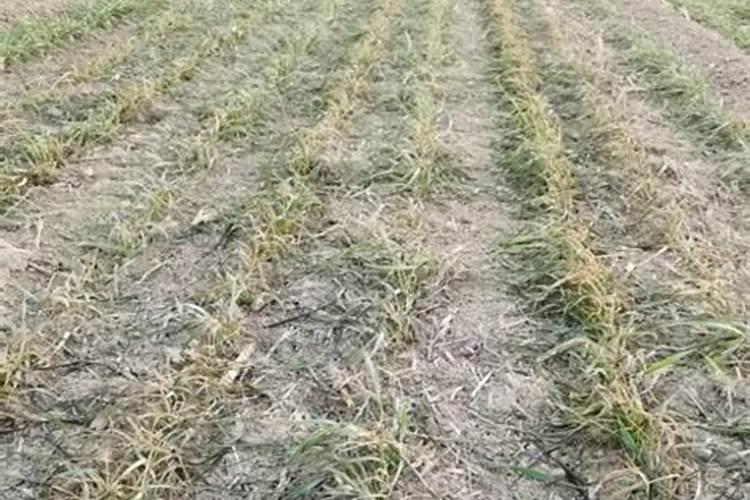 河南小麦种植遇到冻害该怎么补救？