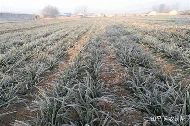 小麦冻害后的补救方法有哪些