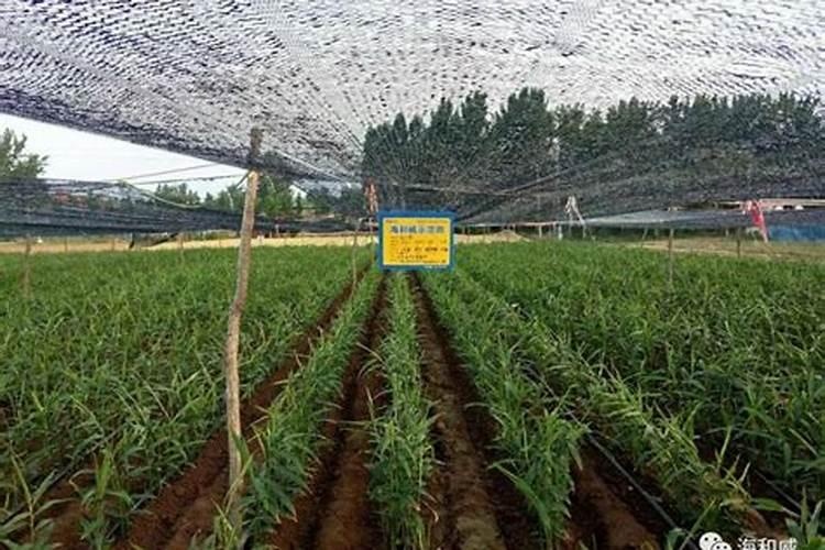 水溶肥多久浇一次水