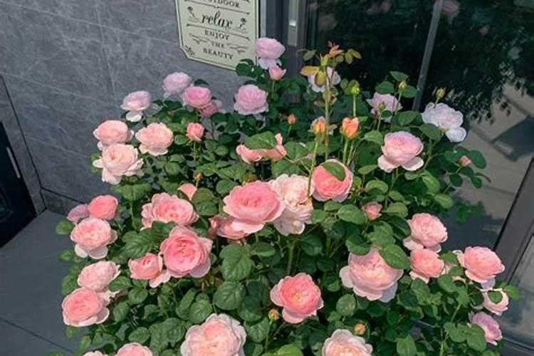 百合花芽期施什么肥