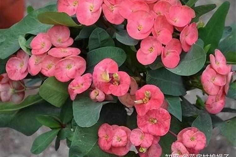 家庭养花用什么农药