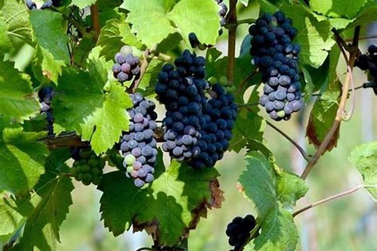 大棚草莓种植需要使用什么肥料？施肥比例怎么选择