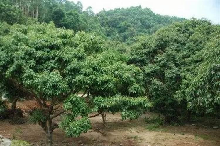 龙眼采摘后什么时间施什么肥？