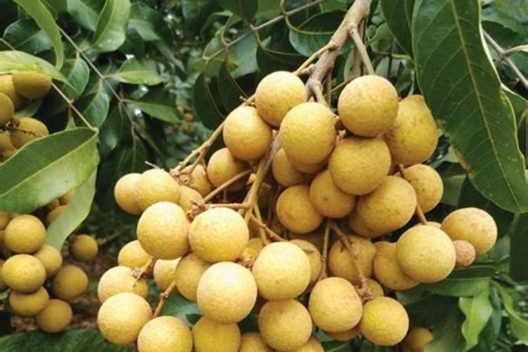 龙眼施肥方法如下