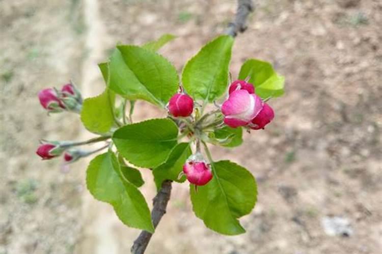 果树促花用什么叶面肥好？