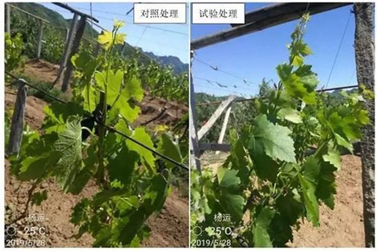 请问老师葡萄怎样施肥