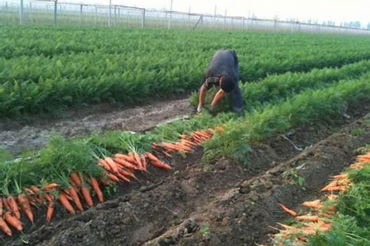 向日葵怎么施肥