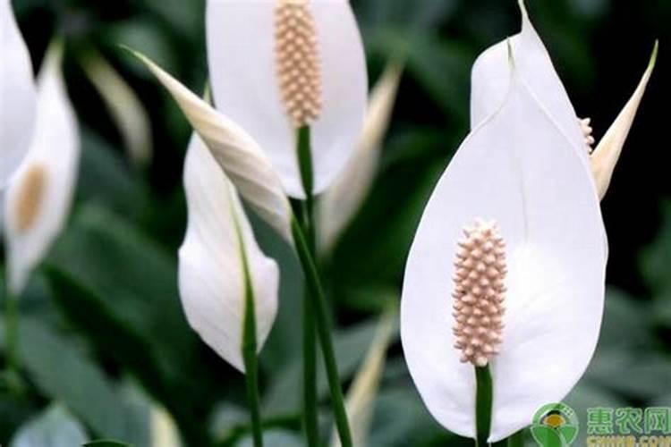 一帆风顺用什么营养液