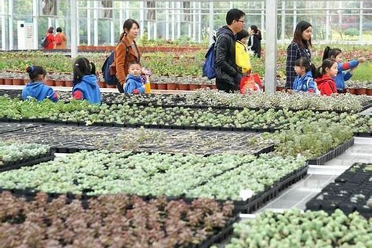 蔬菜锌肥用多了会怎样