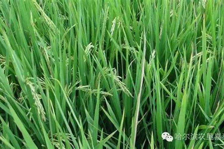 碗莲能用生根粉吗