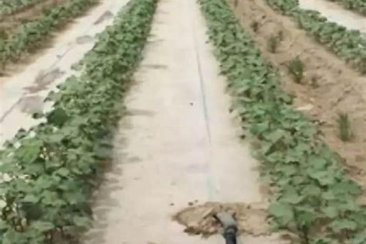 棉花的种植技术