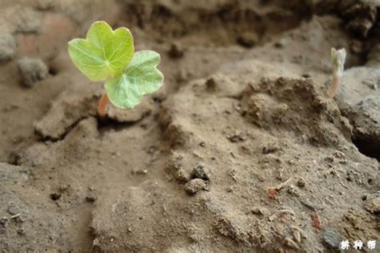 棉花开花结果时,为什么要追施磷肥