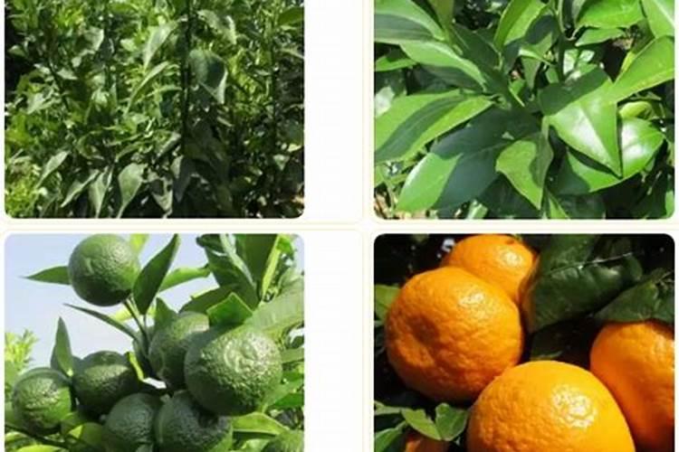 芸苔素和芸苔素内脂有什么区别