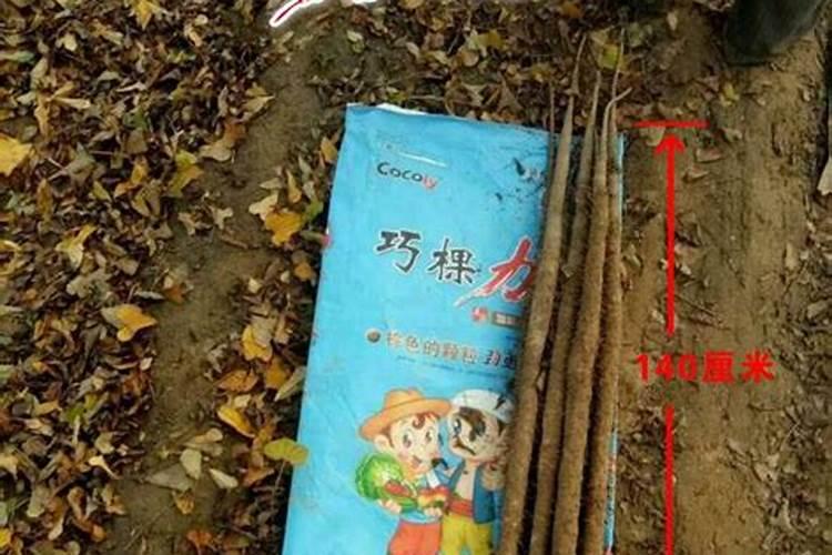 植物的磷素过多会出现哪些症状？