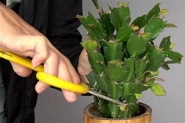 蟹爪兰的修剪和施肥方法有哪些