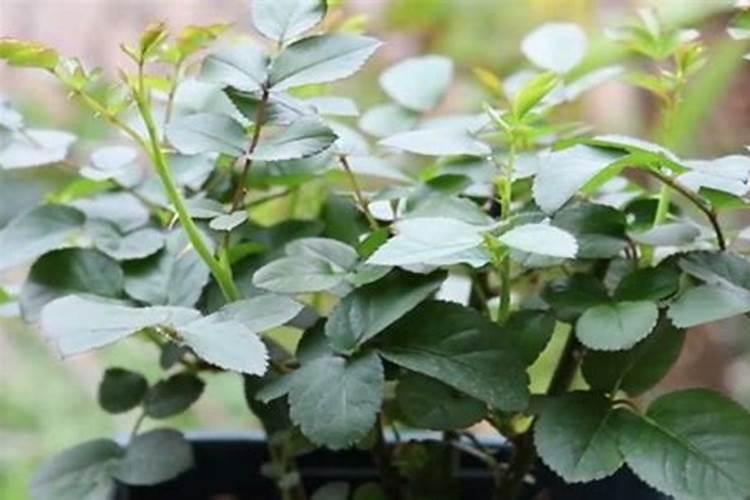 月季花修剪后施什么肥