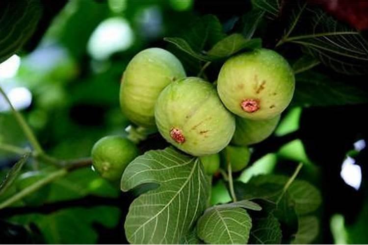 桃树膨大期专用增产叶面肥料？桃树结果期用哪种水溶肥效果好？